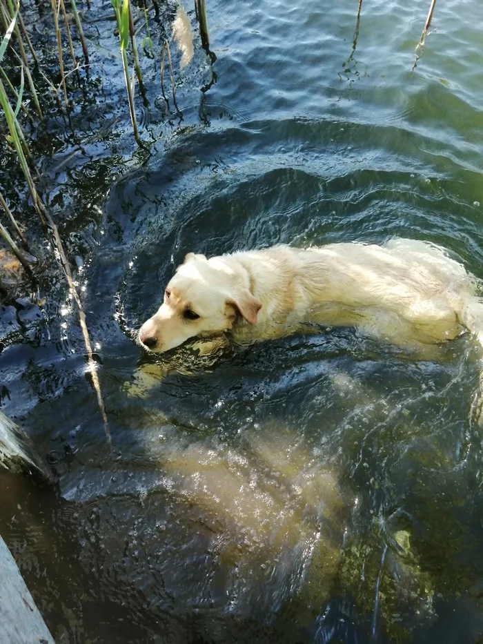 Meet Boniface - My, Longpost, Labrador, Dog, Lop-earedness