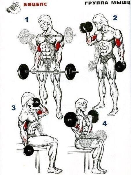 32 Exercises for powerful biceps - Workout, Sport, Fitness, Body-building, Biceps, Exercises, Longpost