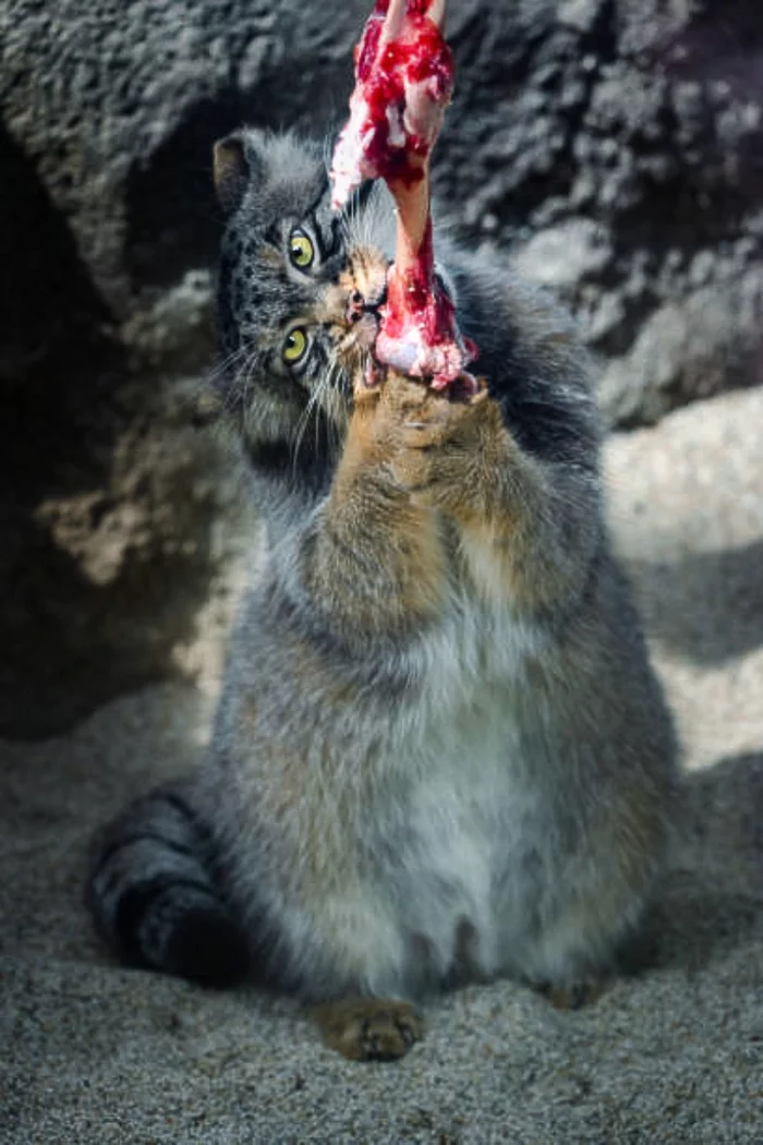 Response to the post 15,000 manuls - the greatest hoax of Peekaboo - Humor, Pallas' cat, Pet the cat, Fat cats, Kripota, Reply to post, Small cats, Cat family, Predatory animals, Zoo, The photo