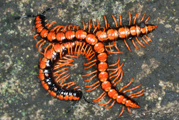 Bro#44 - Centipede, Arthropods, beauty of nature