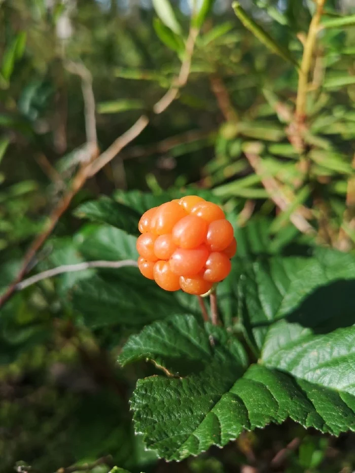 URGENTLY in the forest!!! - My, Cloudberry, The nature of Russia, Wonders of nature, Each creature has a pair, Pavel Glazkov, Video, Video VK, Longpost