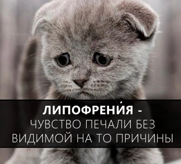 Good to know! - Picture with text, Sad humor, Useful, Фрукты, cat, Longpost, Kiwi, Eggplant