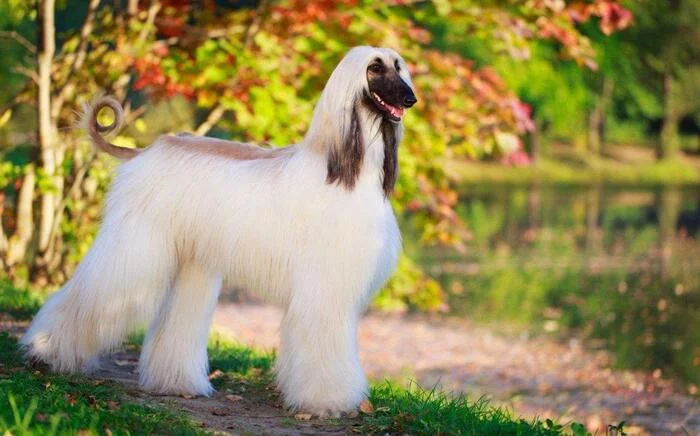 afghan hound - Dog, Afghan hound