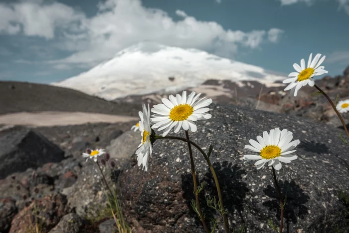 Daisies - My, The mountains, Flowers, Sunrise, Morning, The photo, Tourism, Mountain tourism, Hike, Landscape, Chamomile, Elbrus, Summer