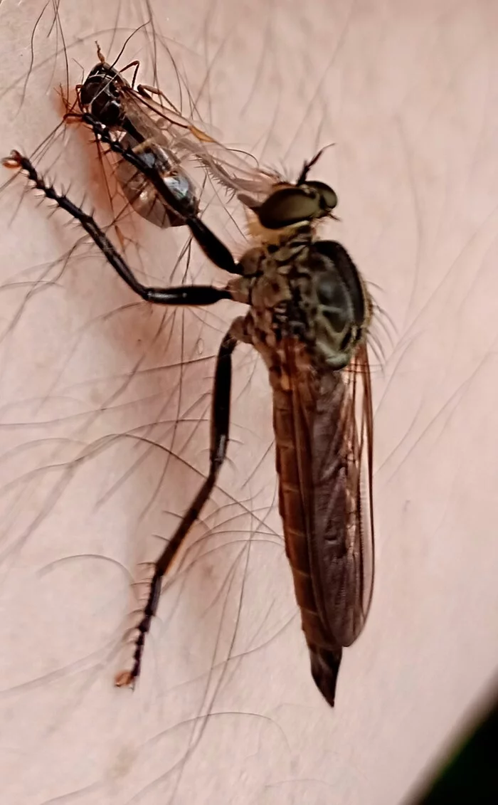 Friends are here - My, Insects, Photo on sneaker, Suddenly