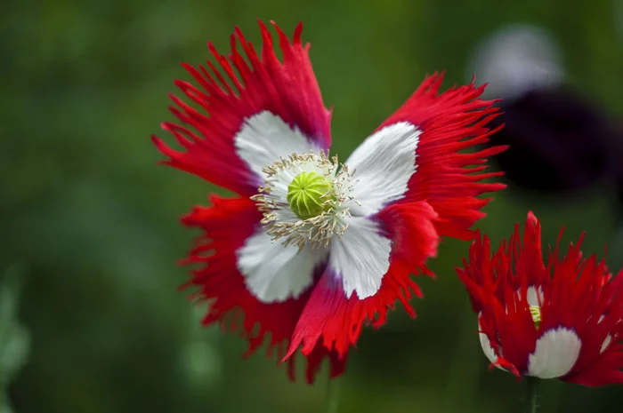 country flowers - Helios44-2, Helios, The photo, Nikon, Dacha, Nature, Flowers, My