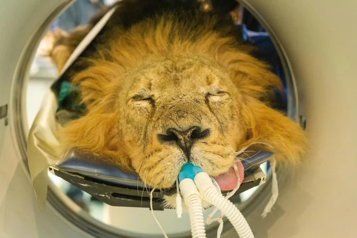 Lion scanned at London Zoo - a lion, Computer diagnostics, London, Zoo, Great Britain, Big cats, Cat family, Predatory animals, Wild animals, The photo, Around the world, Survey, Vet, Longpost
