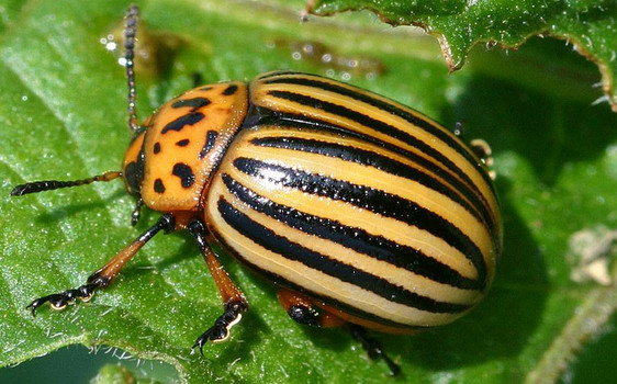 Colorado beetle. Need advice - Garden, Advice, Colorado beetle, Control of the Colorado potato beetle, Insects, Жуки, Pests