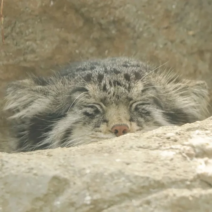 Asleep - Pallas' cat, Pet the cat, Small cats, Yokohama, Cat family, The photo