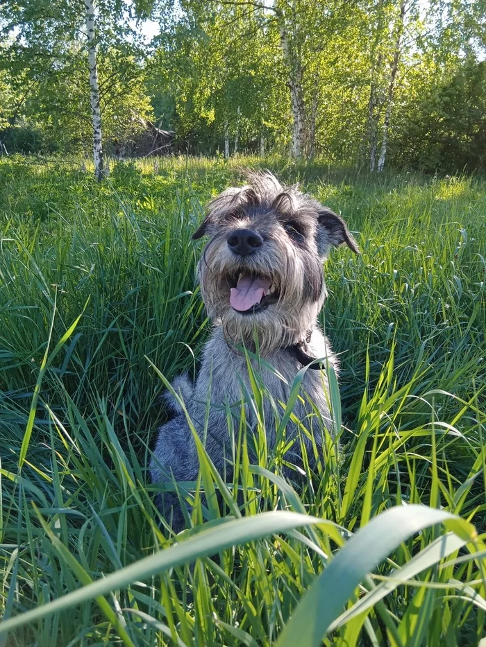 are standard schnauzers good pets