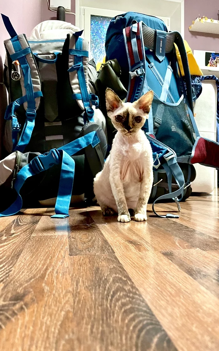 To the festival - My, cat, Devon Rex, The festival