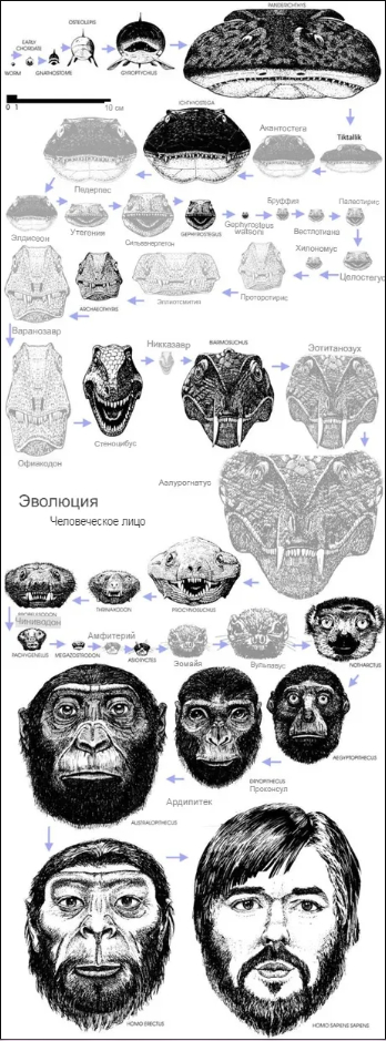 Эволюция головы