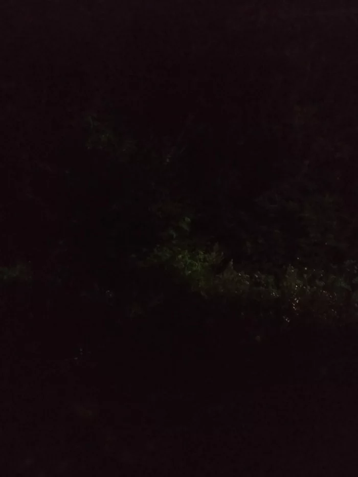 Night-vision device - My, Night, Nature, Google Camera, Mobile photography, Longpost