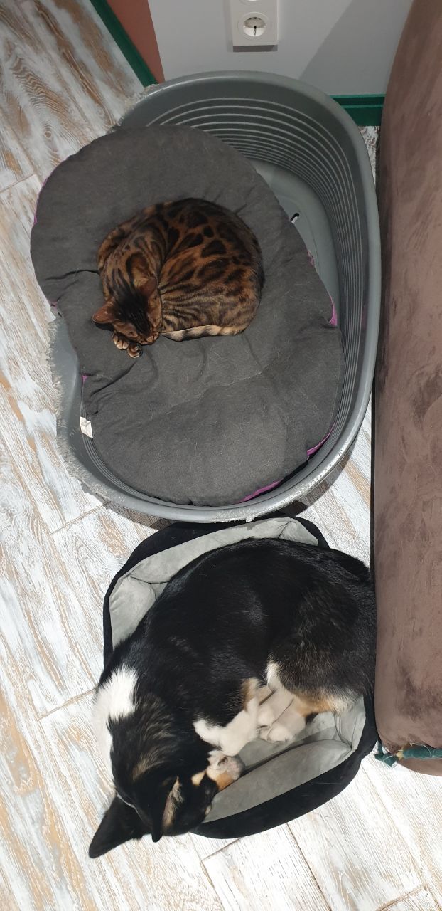 The smaller the cat, the larger the bed - Bengal cat, Corgi, Cats and dogs together, Mobile photography, cat, Dog