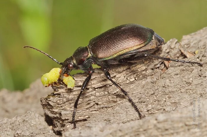 In the guise of the Lion King - Жуки, Insects, Carabus, Stroking, Mood