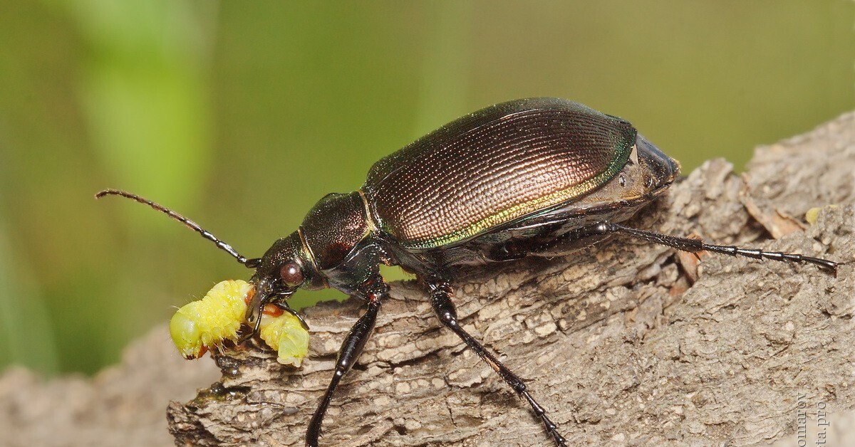 Жуки 2 в хорошем. Жук красотел бронзовый. Calosoma (Calosoma) Inquisitor. Красотел Максимовича. Красотел Инквизитор.