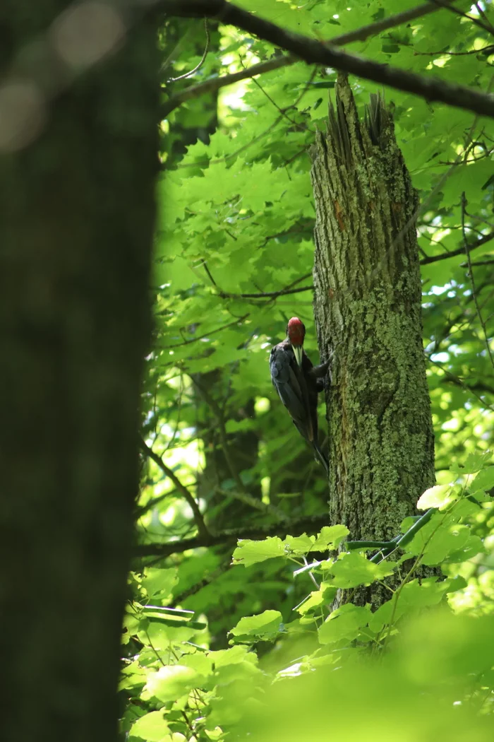 three woodpeckers - My, Saratov, Kumysnaya Polyana, Woodpecker yellow, Woodpeckers, Video, Longpost