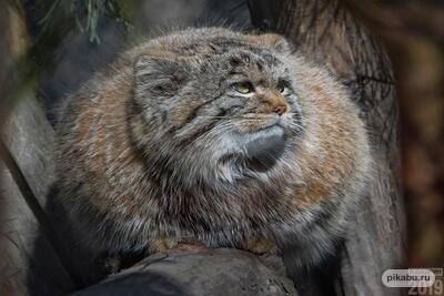 Manul spherical - Pallas' cat, Pet the cat, A wave of posts, Predatory animals, Small cats, Cat family, Spherical horse in vacum