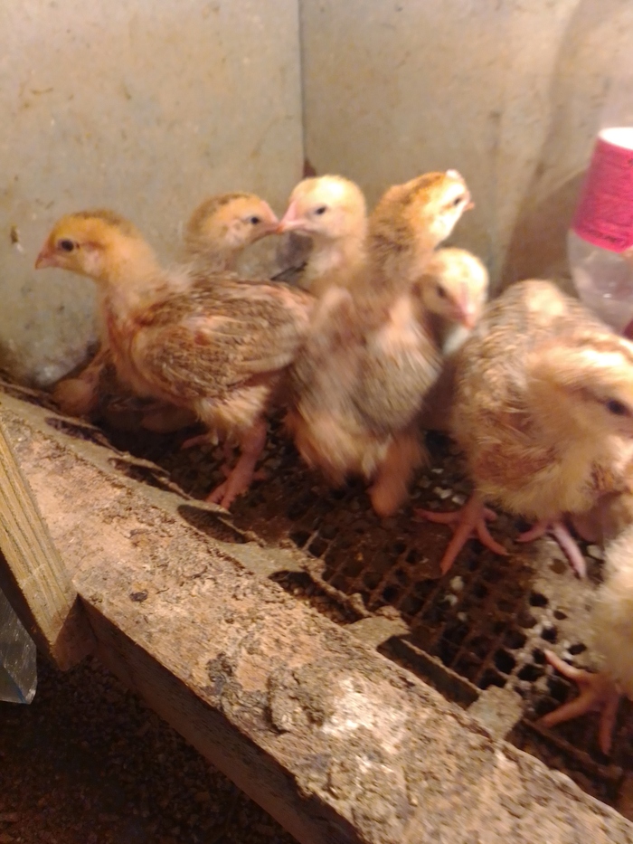 "Лисиццын дом" - 44