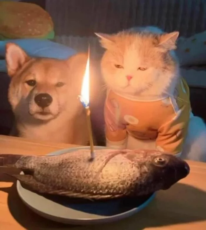 birthday sad holiday - cat, Dog, Cats and dogs together, A fish, Birthday, Holidays