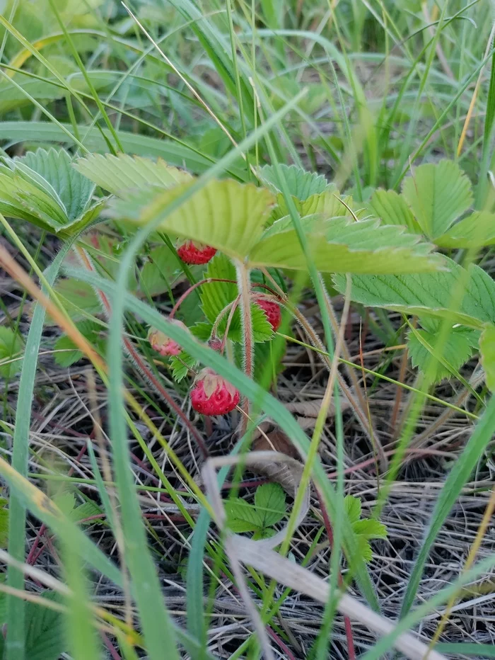 Nice in the countryside in summer... - Village, Flowers, Berries, Dandelion, Sunset, Жуки, Longpost