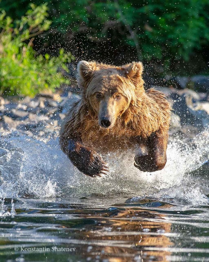 Пролетая над гнездом корюшки