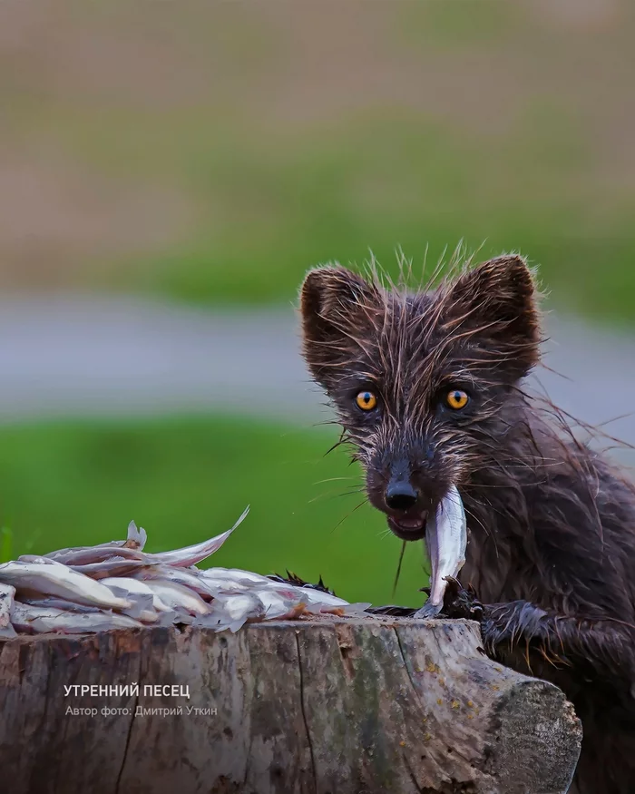 Pour some coffee please - Humor, Images, Milota, Arctic fox, Animals, Predatory animals, Morning is never good