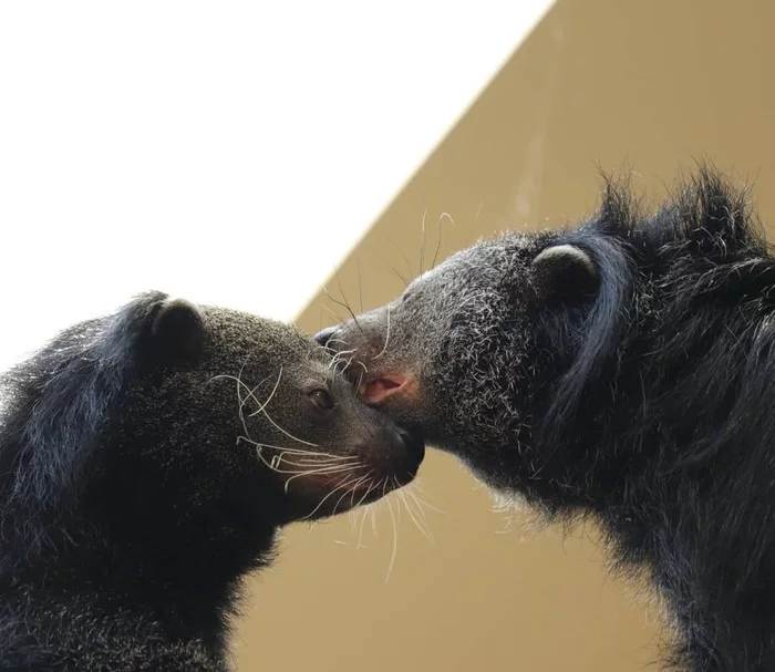 Married couple - Binturong, Rare view, Wyvernaceae, Predatory animals, Mammals, Animals, Wild animals, Zoo, The photo, Longpost