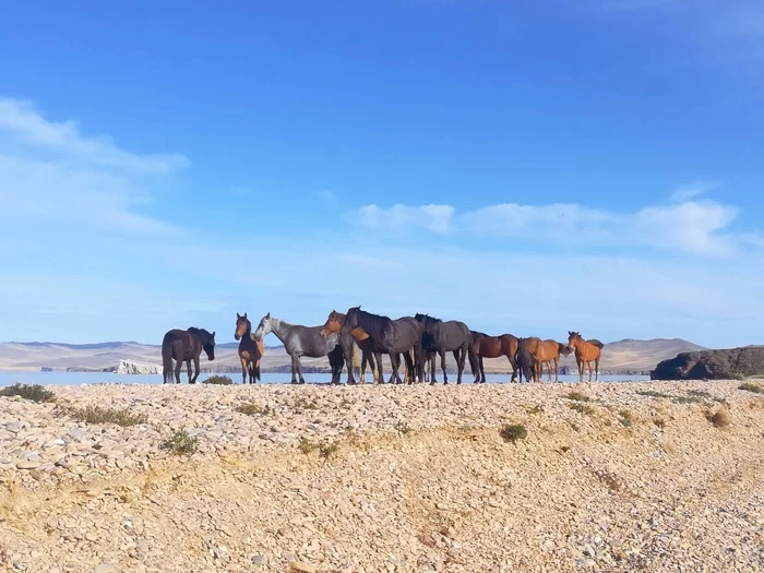 Big family - My, Baikal, Horses, Summer, beauty of nature