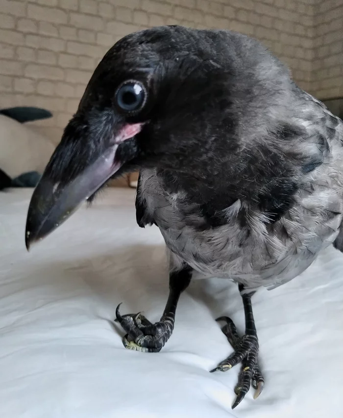 The happiest crow in the world - My, Crow, Grey Crow, Video, Longpost, Help, Vertical video