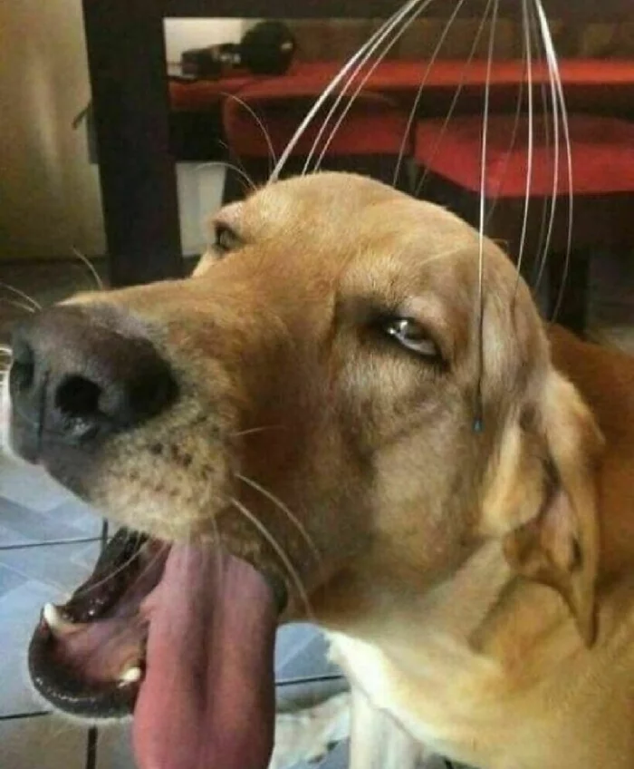 Zombie dog, zombie dog, the world's only baby zombie dog - Dog, Images, Animals