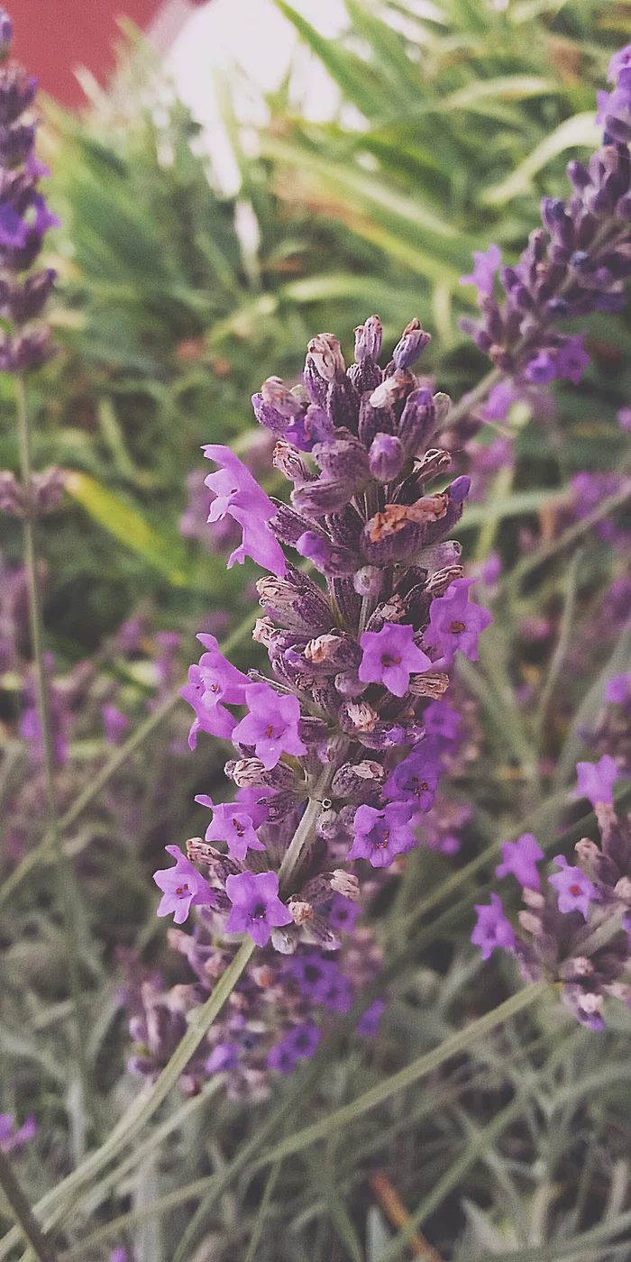 Lavender, mountain lavender - My, Gulkevichi, Lavender, Flowers, Longpost