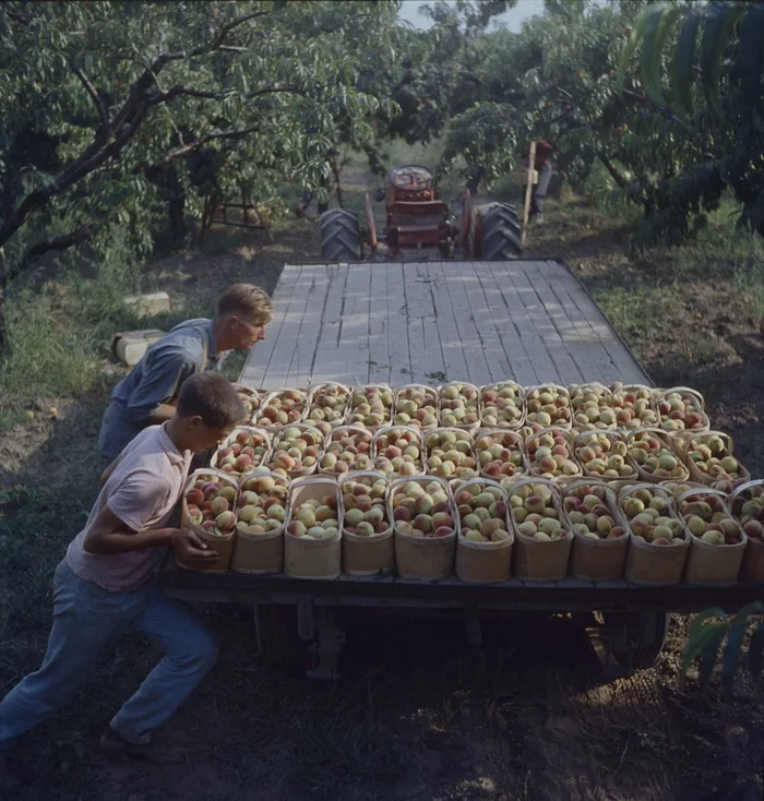 Father and son loading peaches, Niagara Peninsula, Ontario, Canada, 1957 - The photo, Canada, Сельское хозяйство, Peaches, Family