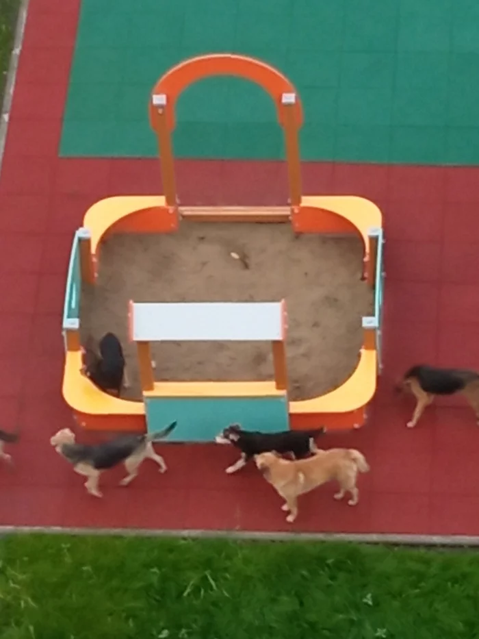 Dogs in the kindergarten - Homeless animals, Dog, Stray dogs, Burmatov, Longpost