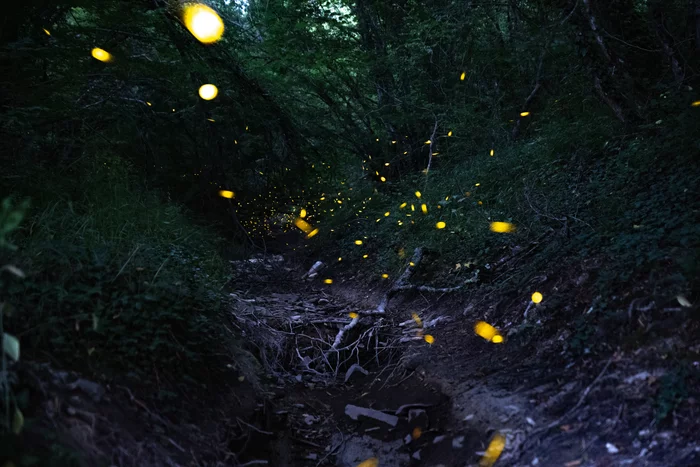 firefly paths - My, Insects, Sky, Astrophoto, Fireflies, Story, Abrau-Durso, Abrau, Longpost