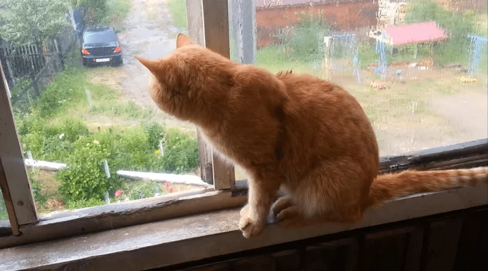 magic cat - My, cat, Thunderstorm, Rain, Video, Longpost