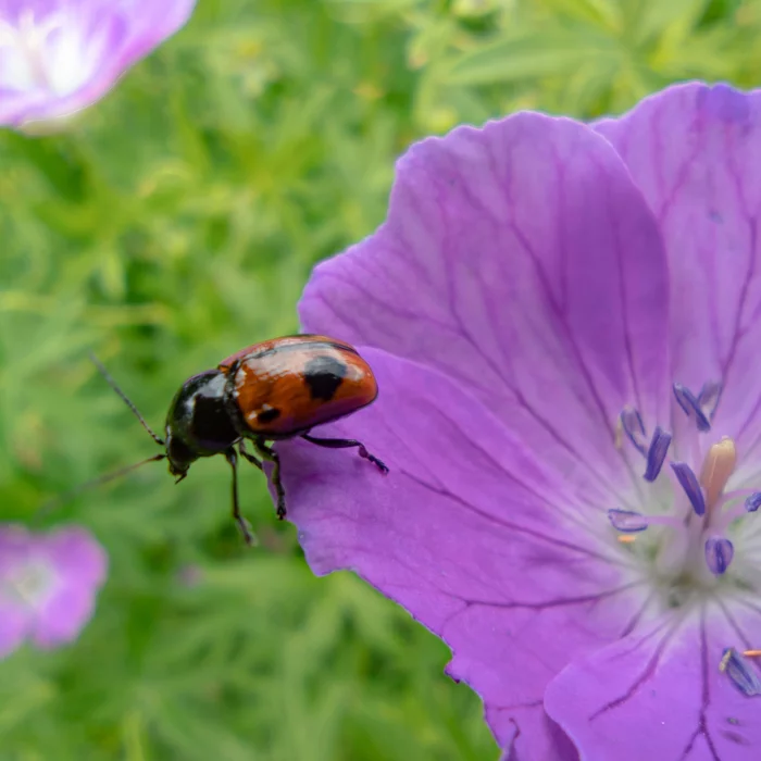 Summer has taken over the colors ... - My, Macro photography, Summer, Flowers, Insects, Good mood, Summer colors, Nature, beauty of nature, Longpost