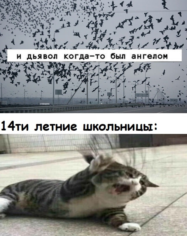 It's so about me - Humor, Picture with text, Memes, Schoolgirls, Status, Wisdom, Phrase, Black crows, cat