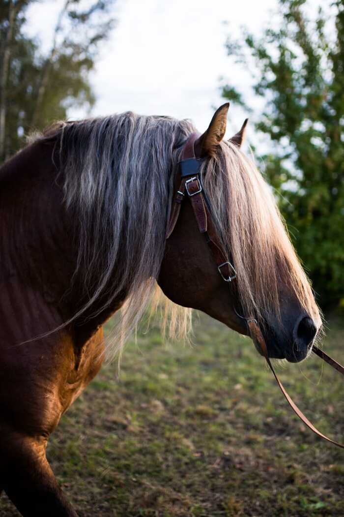 конный клуб центавр. великий новгород фото. лошадь новгороде. кск капитан. лошадь новгороде.