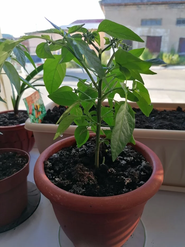 But to spite) - My, Pepper, Spicy, Seedling, Longpost