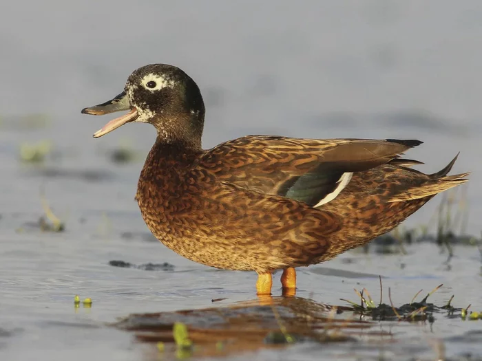 Laysan teal: Runs into a cloud of flies, claps its mouth like a crocodile and leaves full. - Duck, Animal book, Yandex Zen, Longpost, Teal, Birds, Animals
