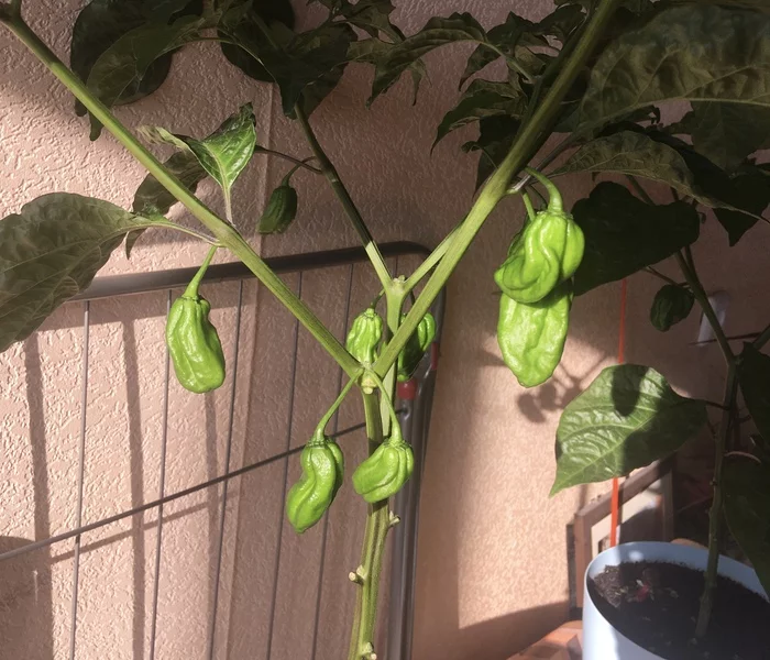 Hot pepper question - My, Help, Need advice, Pepper farming, Habanero, Growing, Hot peppers, Longpost