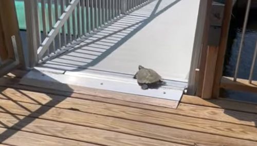 People were amused by the turtle, which received additional speed thanks to the ramp - Animals, Turtle, Acceleration, Curiosity, Video, Youtube