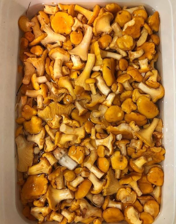 Chanterelles - Season, Mushrooms, Summer