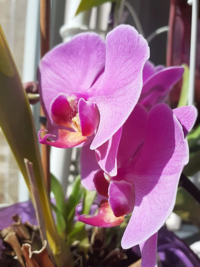 Orchid - My, Houseplants, Floriculture, Orchids, Unusual, Hobby, Mobile photography, Informative, Longpost
