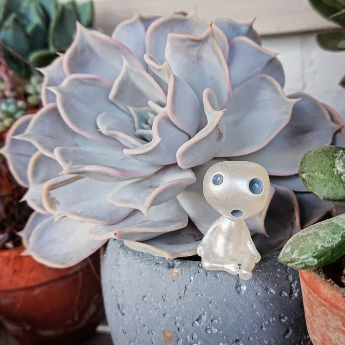 Evening in the garden of succulents - My, Succulents, Studio ghibli, Plants, Echeveria, Magical forest, The photo, Mobile photography, Kodama, Sony xperia
