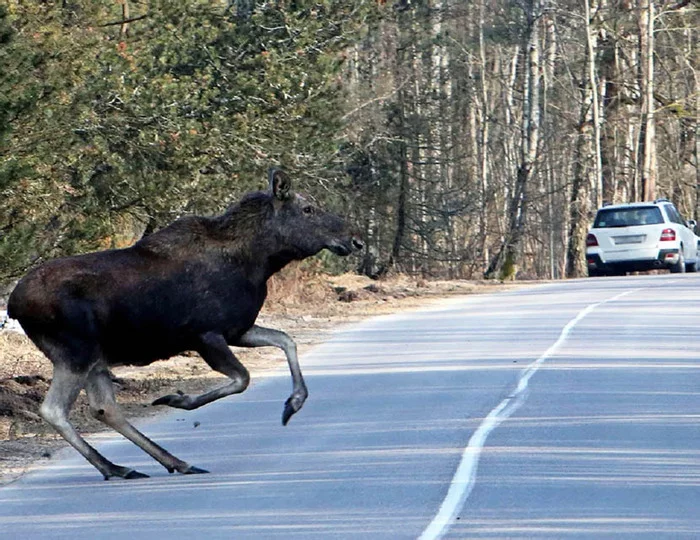 Hit an animal on the road. - My, Motorists, Car, Useful, Auto, Interesting, Transport, Driver, Road accident, A responsibility, Traffic rules, Fine, Punishment, Violation of traffic rules, DPS, Republic of Belarus, Longpost, Animals, Wild animals, Pets