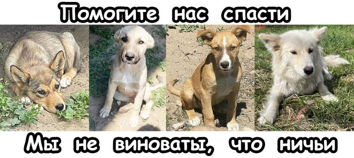 It was DECIDED to take the puppies and mother away to hell, perhaps they will cause a black trapping ... - My, Helping animals, Animal Rescue, Homeless animals, In good hands, Puppies, Dog, No rating, Volunteering, Moscow, Moscow region, Timokhovo, Noginsk district, The strength of the Peekaboo, Video, Vertical video