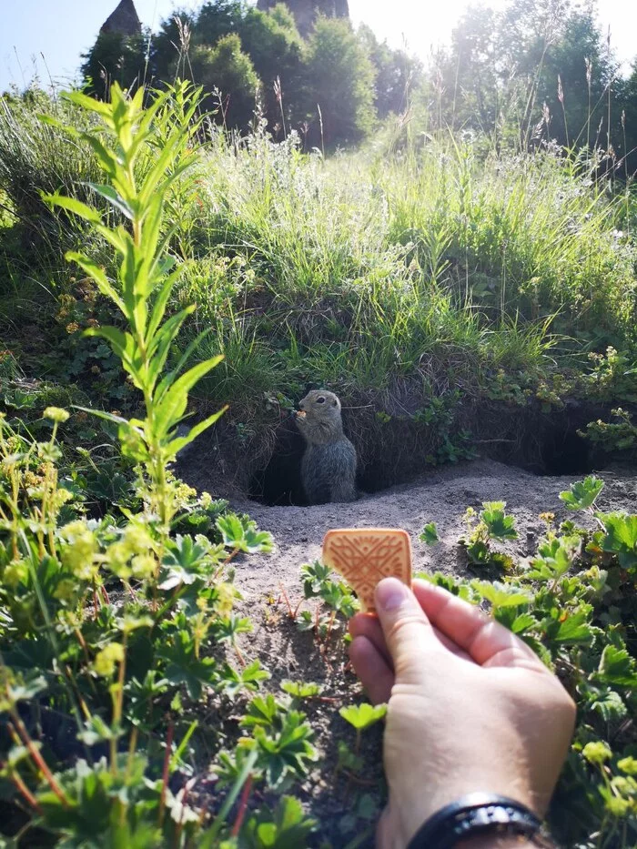 Gophers in Kabardino-Balkaria most respect cookies - My, Gopher, Nature, Kabardino-Balkaria, The nature of Russia