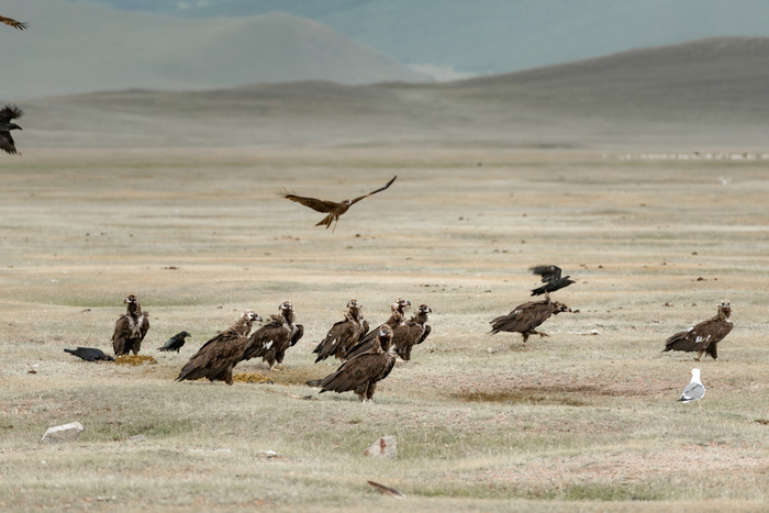 Путешествие по Монголии. 3 часть Природа, Туризм, Путешествия, Монголия, Горы, Пейзаж, Длиннопост